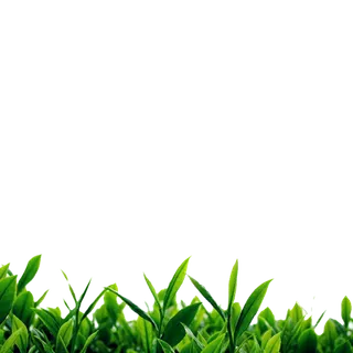 春茶上市茶叶免扣元素