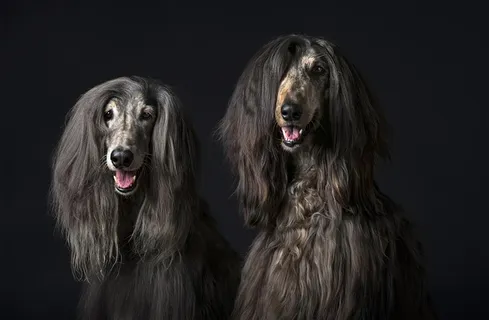 超高清名贵阿富汗猎犬狗狗图片 超高清名贵阿富汗猎犬狗狗图片