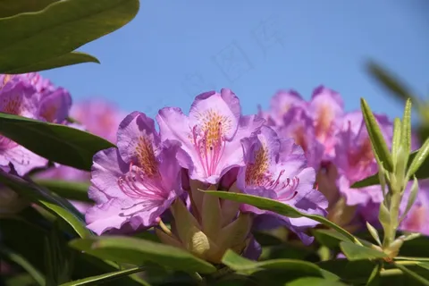 灌木丛杜鹃花图片 灌木丛杜鹃花图片