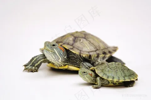 两只乌龟图片 两只乌龟图片