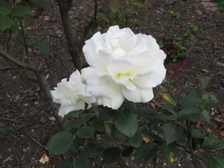 野生白色月季花图片