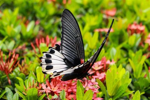 美丽的花朵和蝴蝶