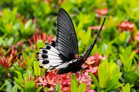 美丽的花朵和蝴蝶