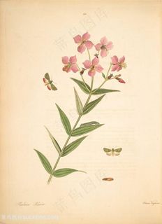 蝴蝶植物花枝复古图谱