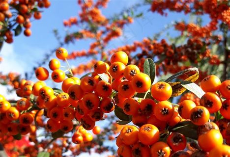 山楂果人水果海报 水果