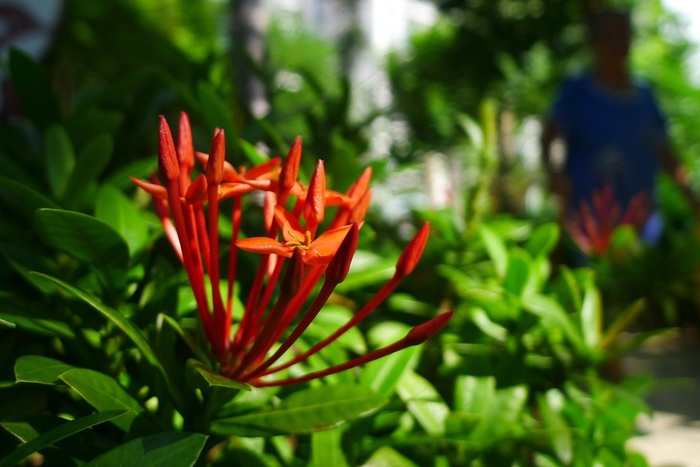 绿色背景中甜美的红花