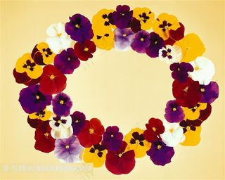 紫色黄心鲜花组成的花边边框素材浅黄色背景