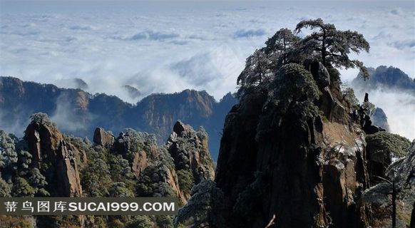 安徽黄山奇松风景素材