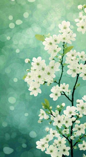 春天枝头上开满花朵，春分摄影图