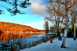 冬天白色背景风景大树