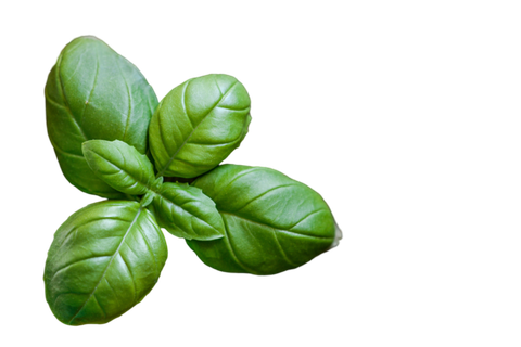 绿色叶子PNG免抠高清素材