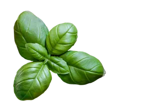 绿色叶子PNG免抠高清素材