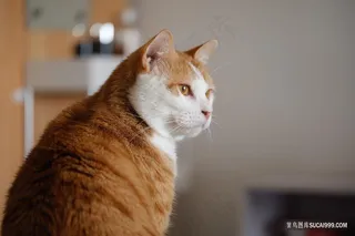 高清胖胖的橘猫图片