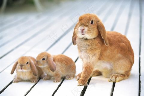 兔妈妈带着两只小兔子图片