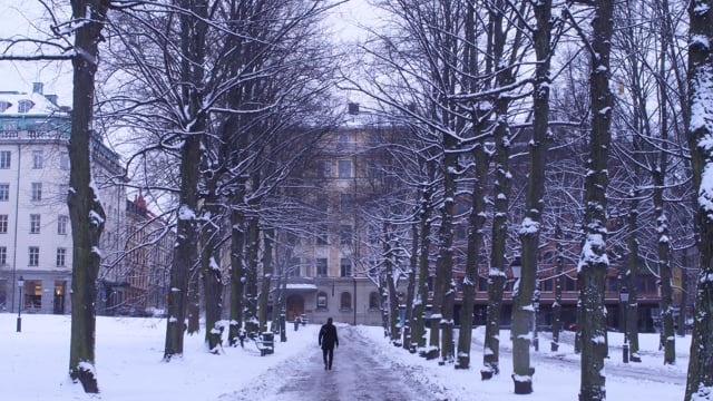 树木, 雪, 看法, 瑞典, 冬天, 圣诞节, 冰, 霜