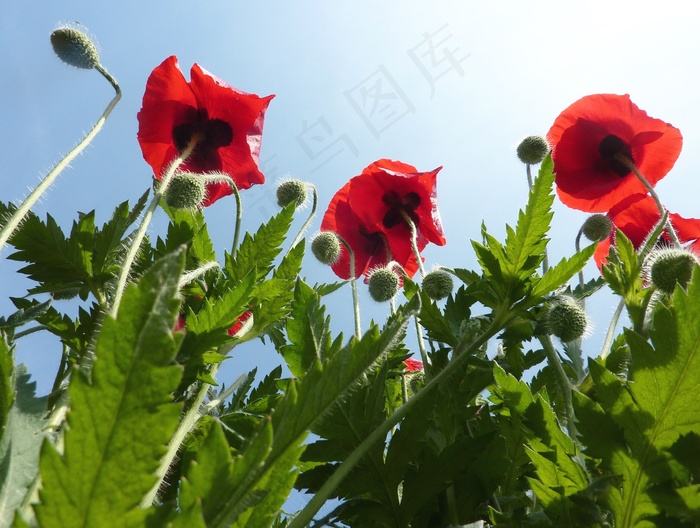 罂栗花图片