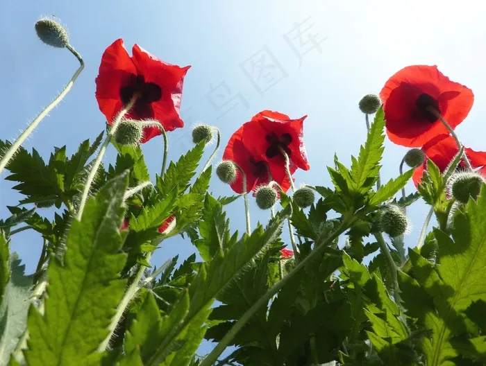 罂栗花图片