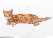 可爱猫咪-躺着的小猫