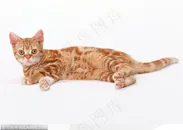 可爱猫咪-躺着的小猫