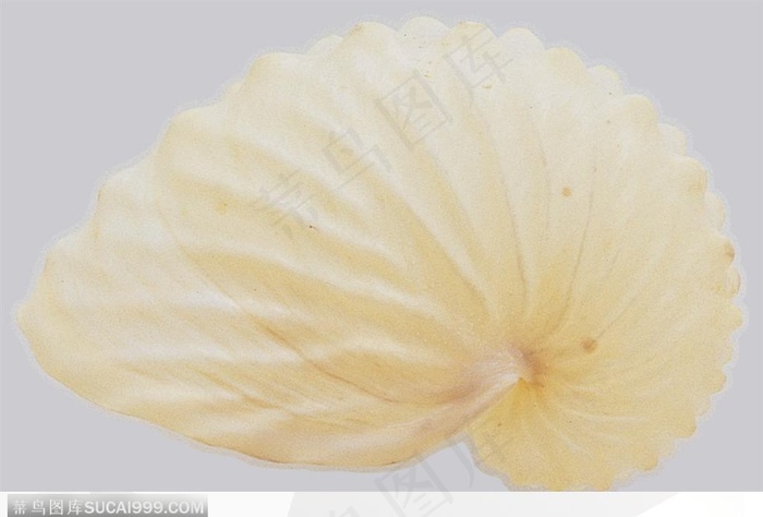 精美贝壳-白色的鹦鹉螺