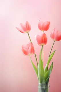 粉色清新郁金香鲜花背景