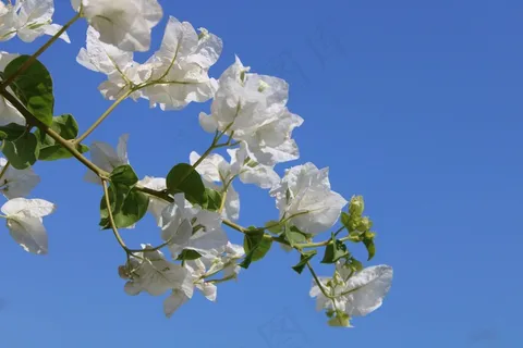 白色三角梅图片