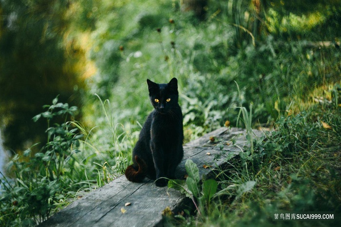 野外蹲坐的黑猫摄影猫咪图片