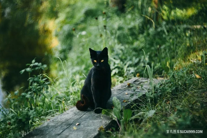 野外蹲坐的黑猫摄影猫咪图片