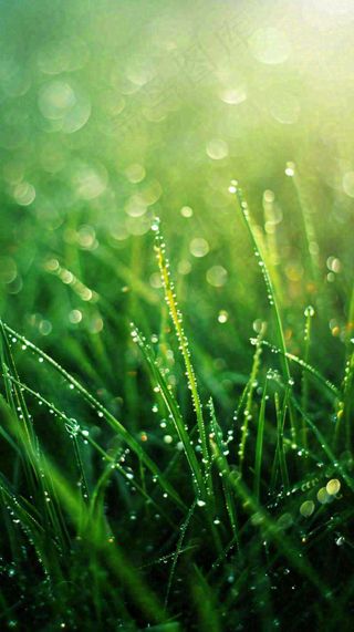 春天草地雨水雨露露珠绿草清新，谷雨雨水惊蛰白露摄影图