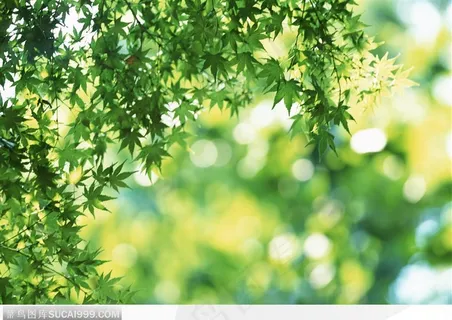 阳光透视下的绿叶 阳光透视下的绿叶