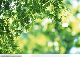 阳光透视下的绿叶