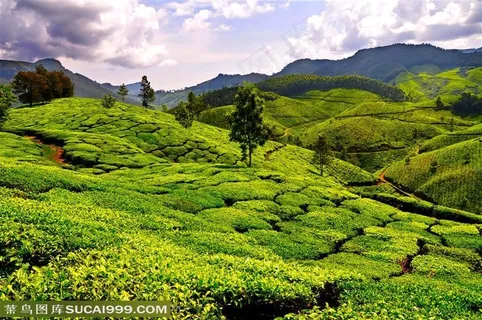 茶园风景 茶园风景