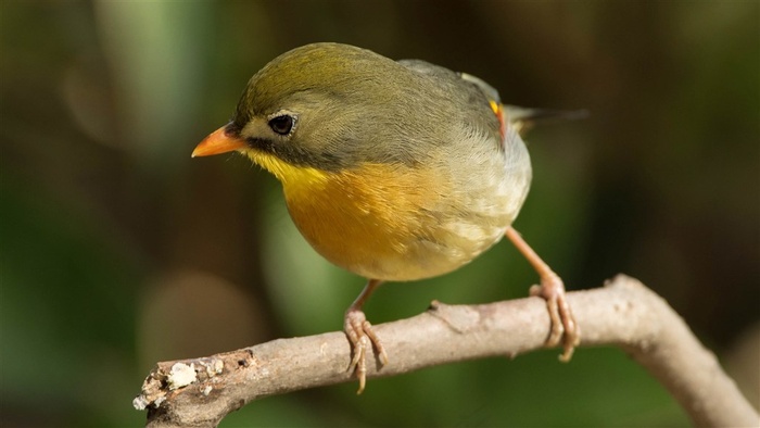 鸟类大全红嘴相思鸟图
