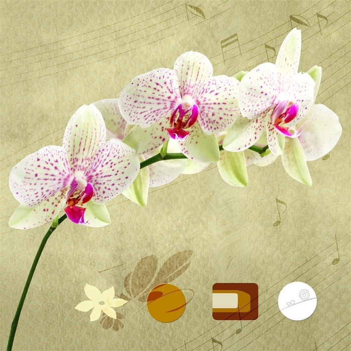 色彩美丽的兰花