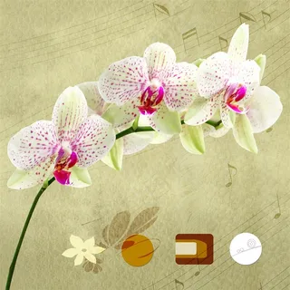 色彩美丽的兰花