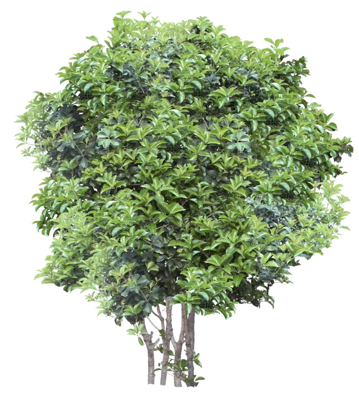 高清树木素材 免抠PSD植物素材 美术绘画园林贴图 树草灌木花草