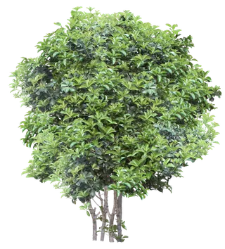 高清树木素材 免抠PSD植物素材 美术绘画园林贴图 树草灌木花草