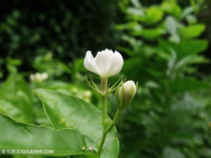 高清白色茉莉花摄影图片