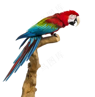 鹦鹉鸟元素