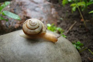 蜗牛动物园动物设计素材森林野生