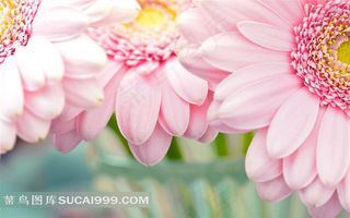 三朵盛开的粉色小雏菊特写