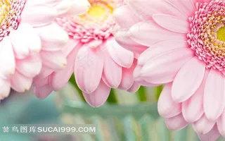 三朵盛开的粉色小雏菊特写