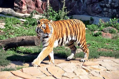 正在行走的老虎