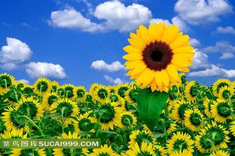 向日葵美景图片