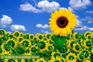 向日葵美景图片