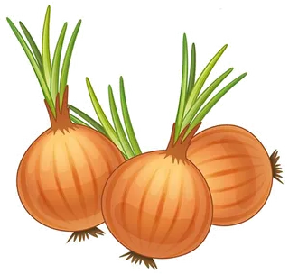 水仙花洋葱