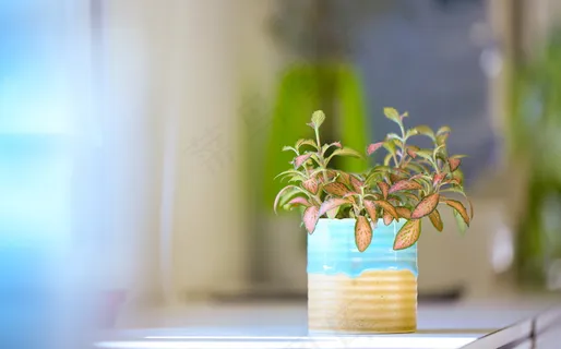 观叶植物盆栽图片 观叶植物盆栽图片