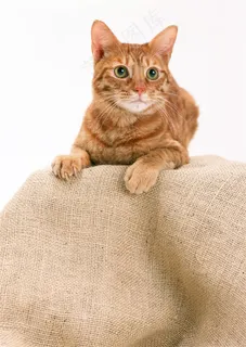 宠物猫血统美图素材