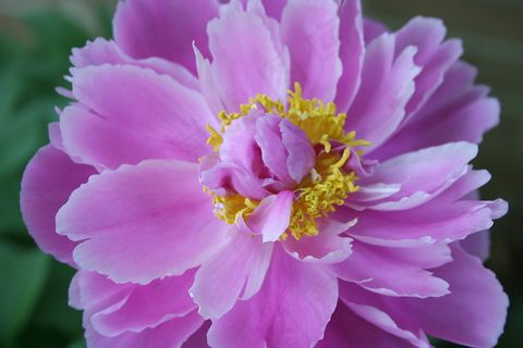 娇嫩牡丹花图片