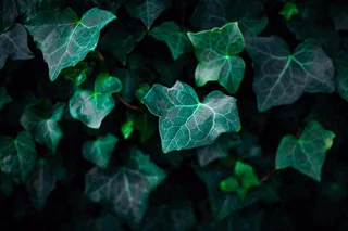 清新绿叶绿植植物叶子特写立夏夏至大暑春夏摄影图